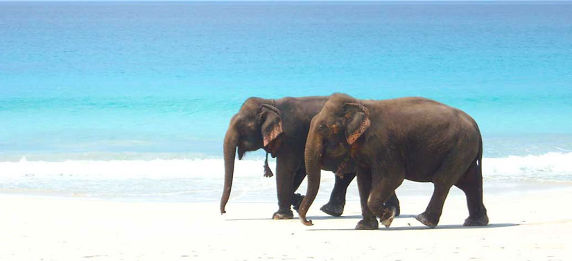 Andaman tour  Package